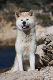 AKITA INU 334